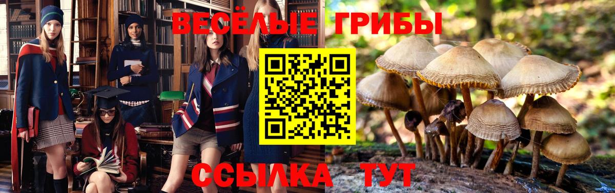 Псилоцибиновые грибы GOLDEN TEACHER Элиста